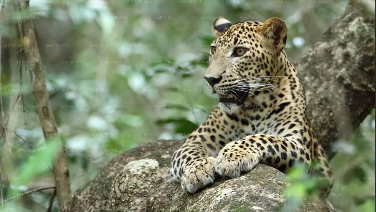 观鸟和野生动物之旅（10 天）