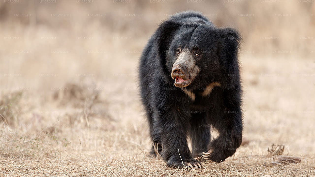 观鸟和野生动物之旅（10 天）