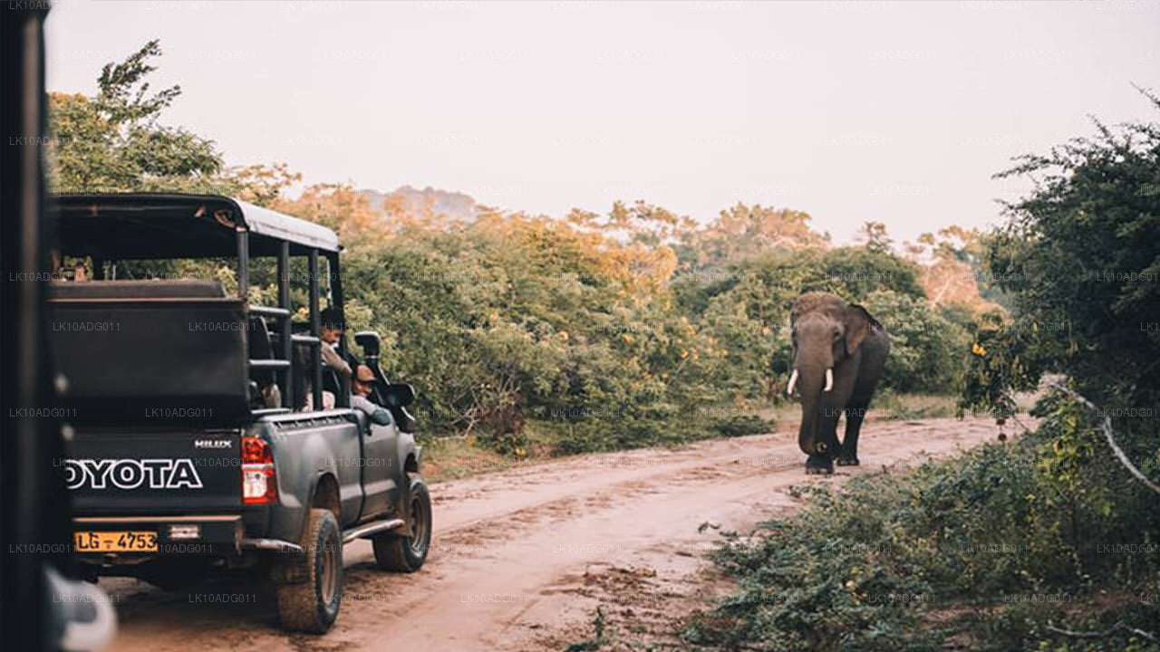 观鸟和野生动物之旅（10 天）
