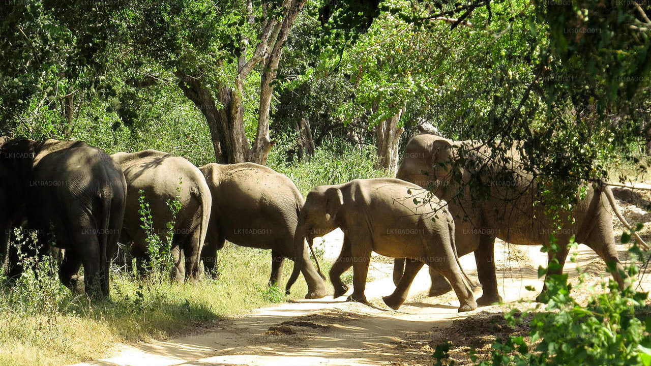 观鸟和野生动物之旅（10 天）