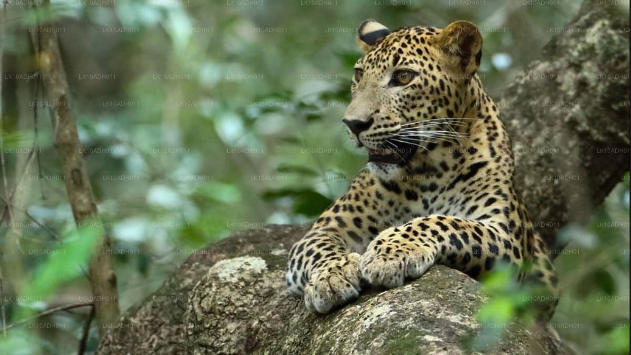 鸟类和野生动物之旅（11 天）