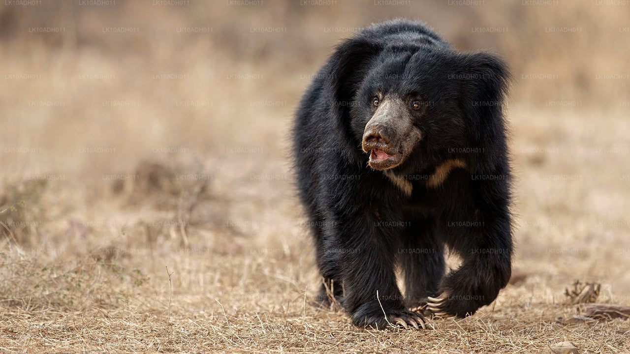 鸟类和野生动物之旅（11 天）