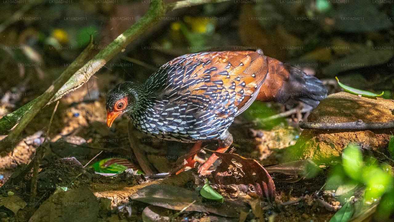 鸟类和野生动物之旅（11 天）