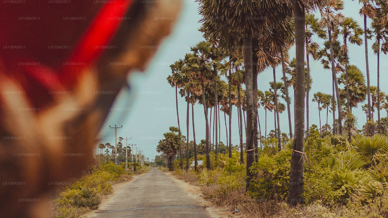 体验东北（11 天）