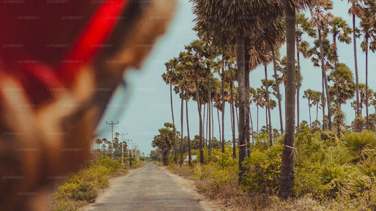 体验东北（11 天）