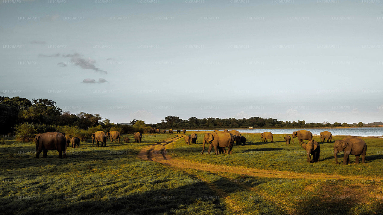 探索避难所（11 天）