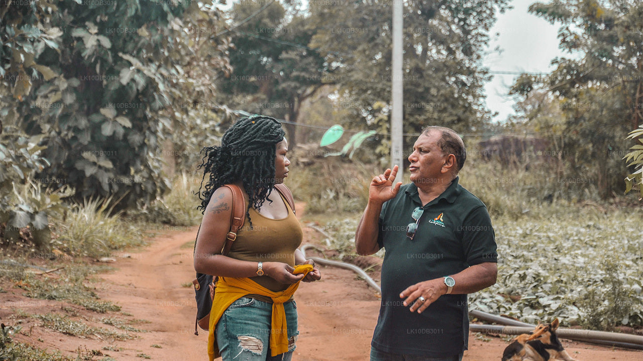 环游锡兰（13天）