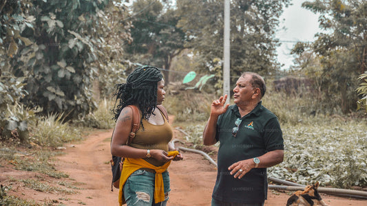 环游锡兰（13天）