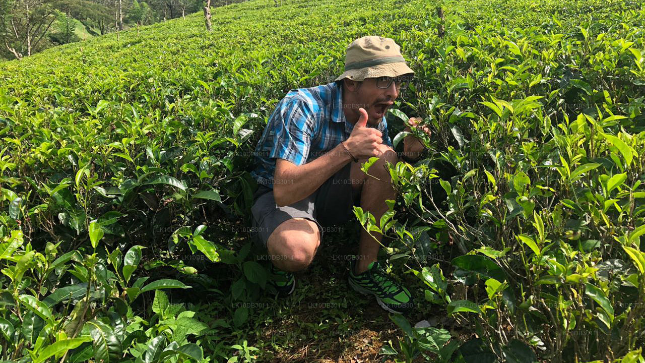 环游锡兰（13天）