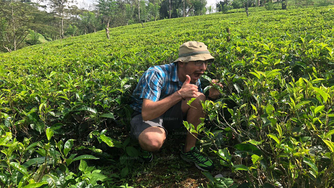 遗产与海滩（14 天）