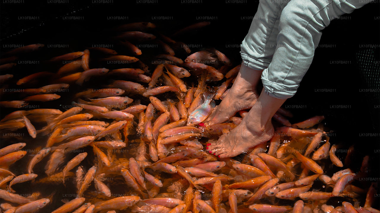 机缘之路（15 天）