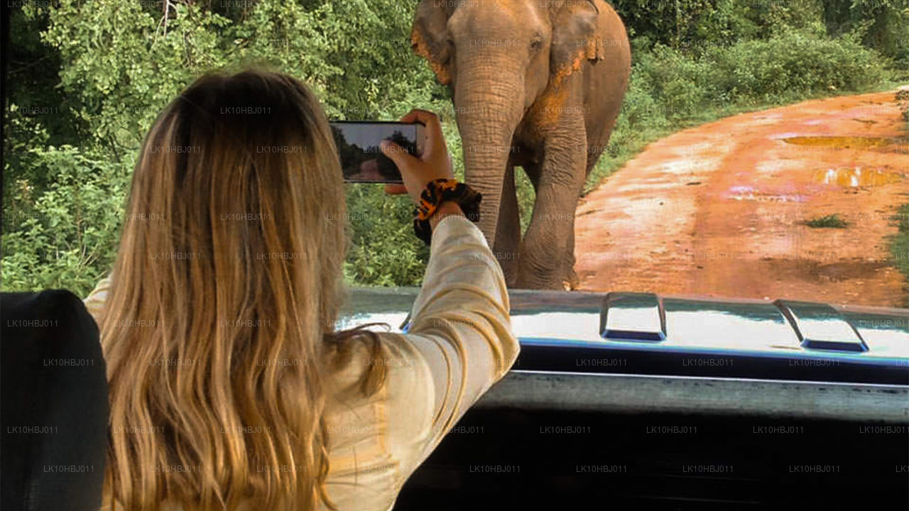 终极斯里兰卡（17 天）