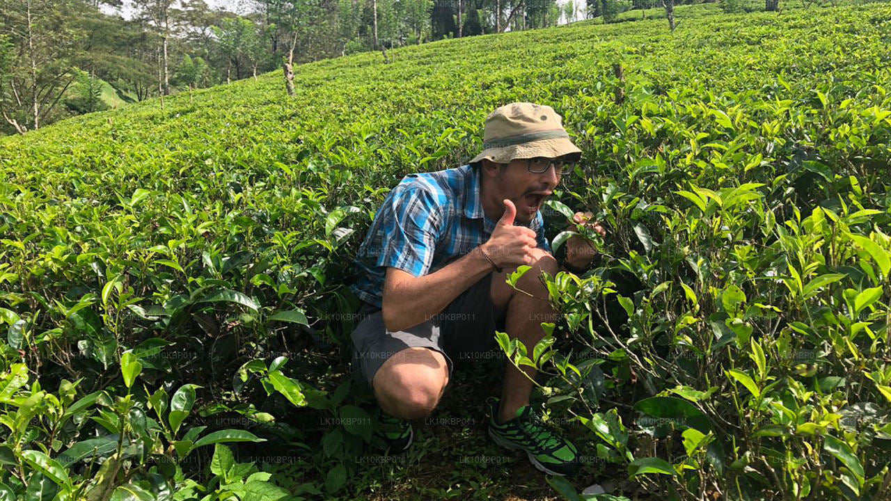 尽情享受刺激（20 天）