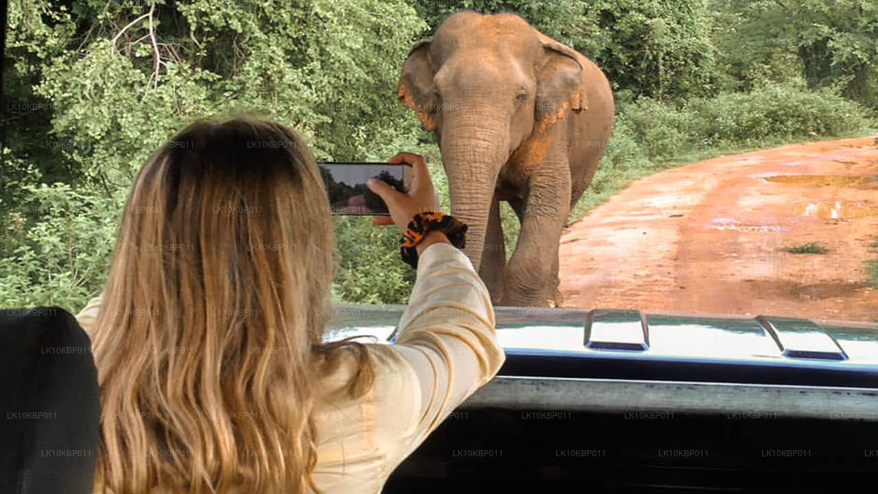 尽情享受刺激（20 天）