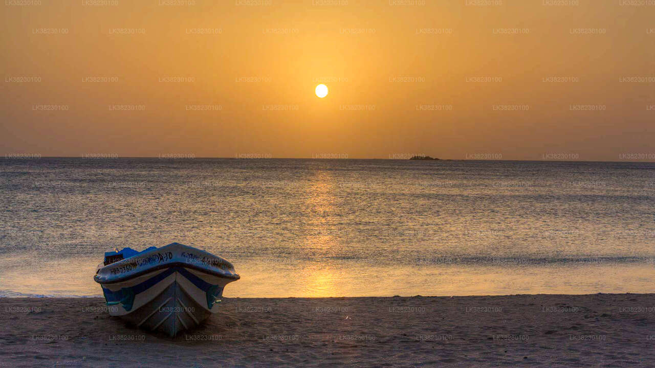 从亭可马里出发的观赏海豚游船之旅