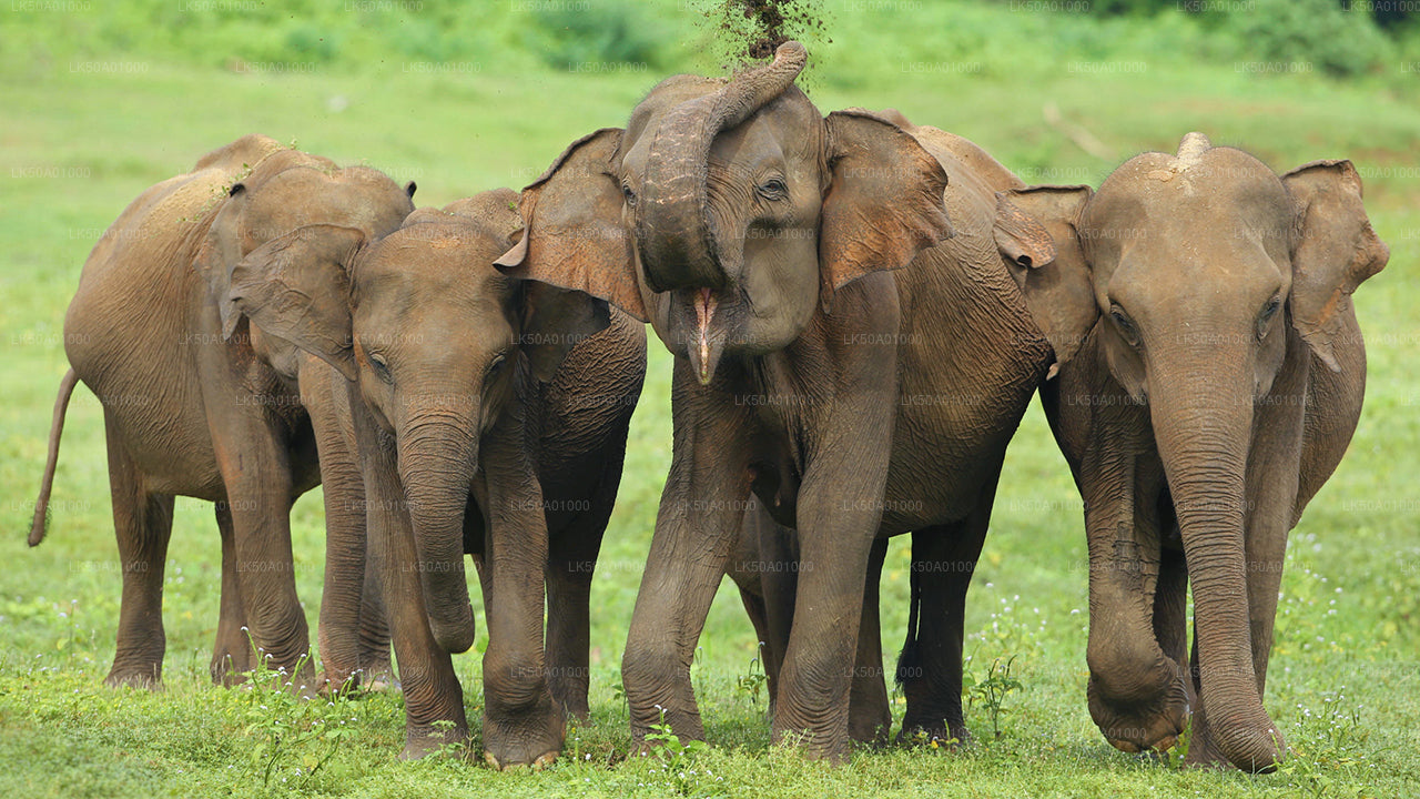 乌达瓦拉维国家公园私人野生动物园