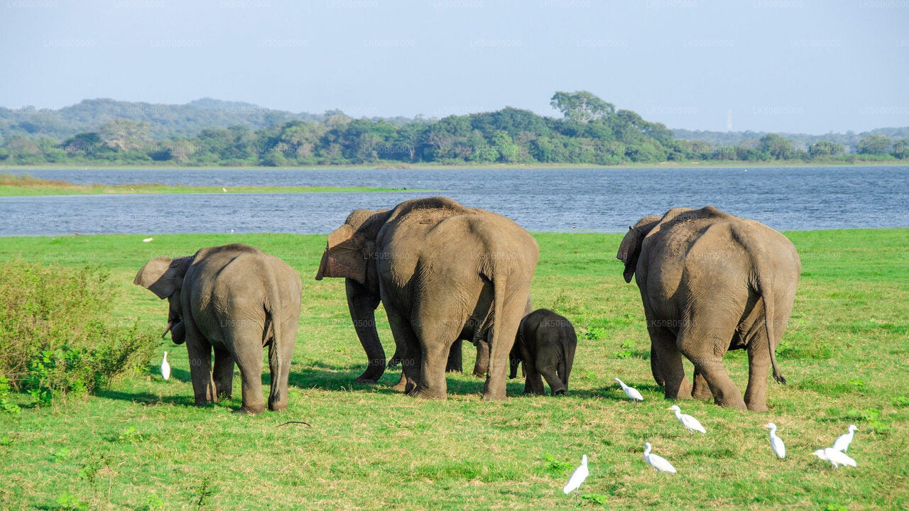 A safari jeep with tourists watching a herd of elephants in a grassy field near water.