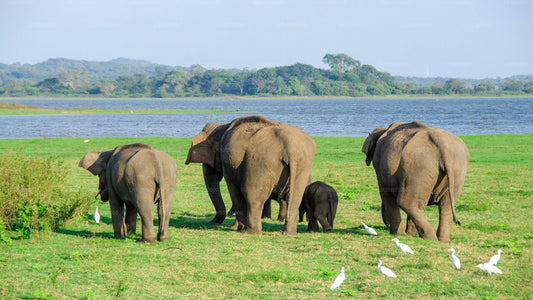 A safari jeep with tourists watching a herd of elephants in a grassy field near water.