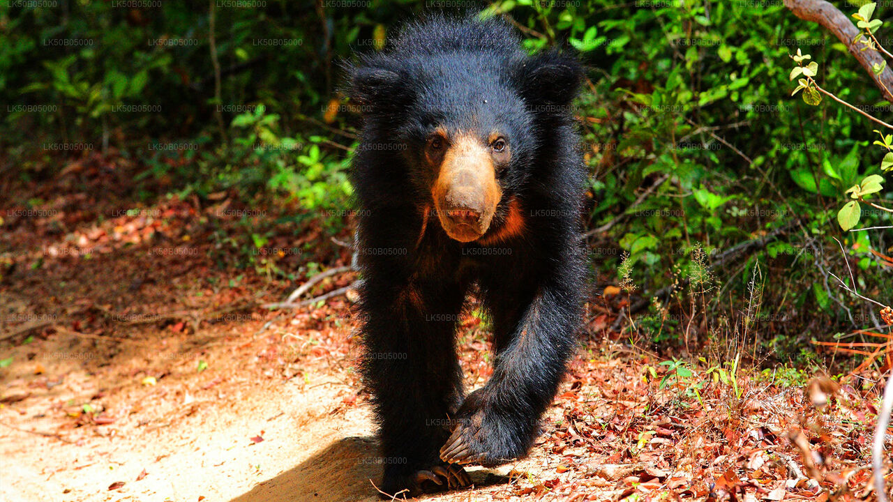 从锡吉里亚出发的米内里亚国家公园私人野生动物园