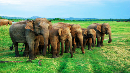 从丹布拉出发的明内里亚国家公园私人野生动物园