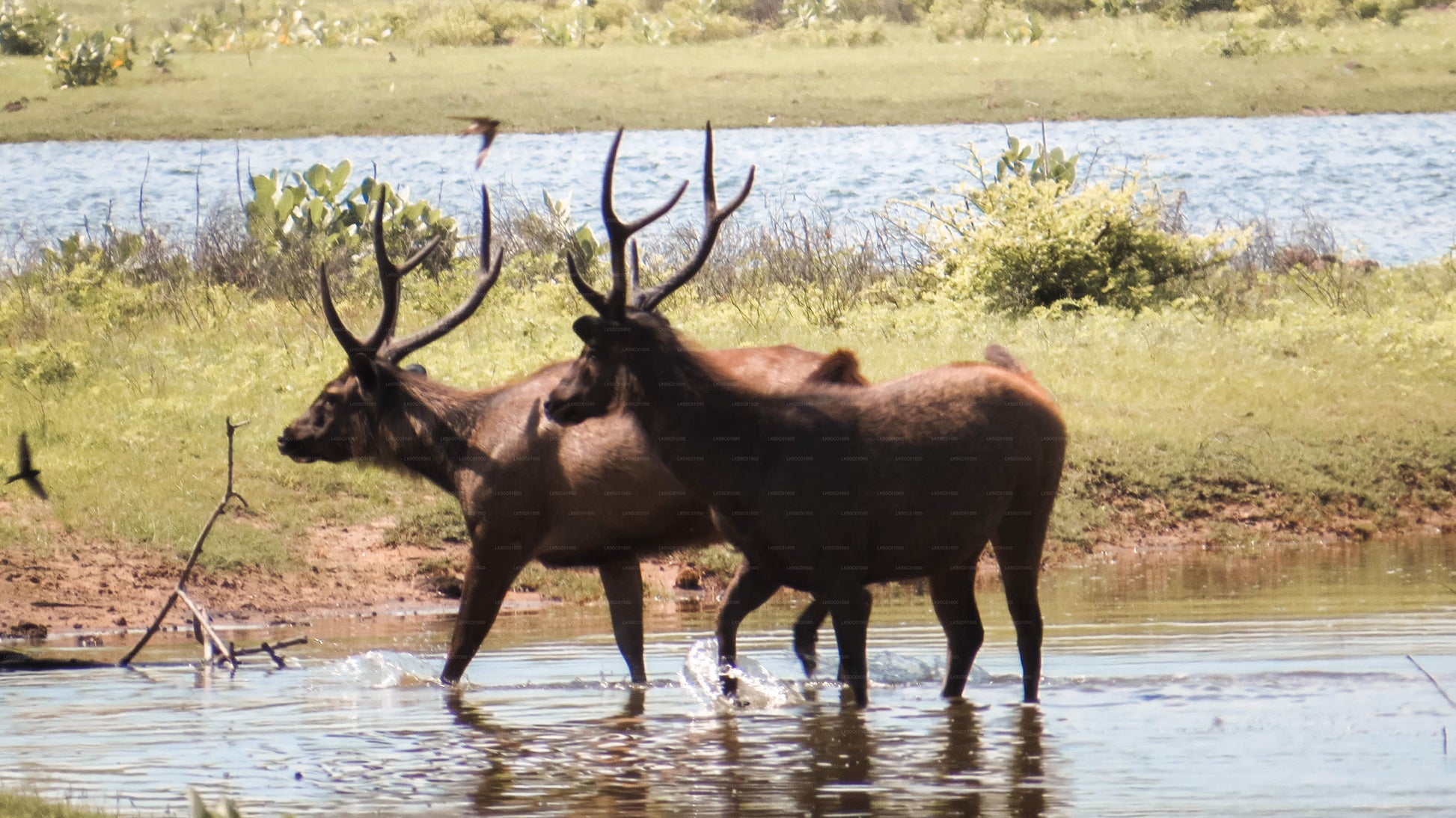 Two sambar deer with antlers wading in shallow water near a lake.