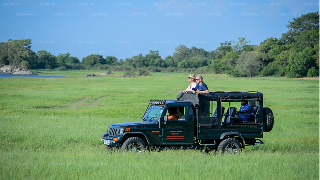 A safari jeep with passengers driving through a grassy field in Wilpattu National Park.