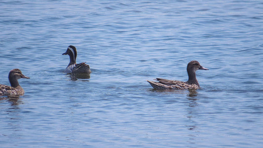 阿鲁加姆湾的库马纳国家公园野生动物园