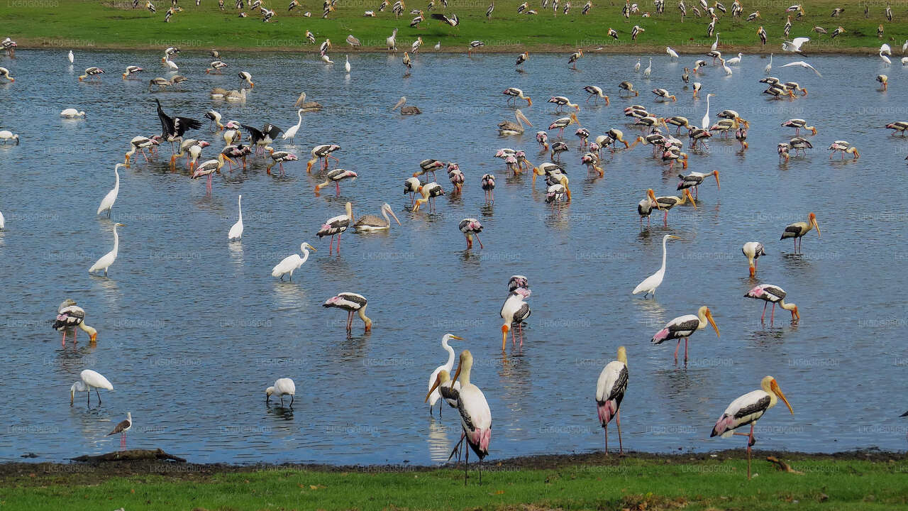 阿鲁加姆湾的库马纳国家公园野生动物园