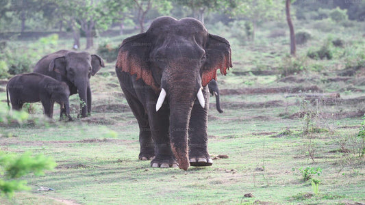 A group of elephants, including a large tusker, seen in their natural habitat in a grassy field with trees in the background.