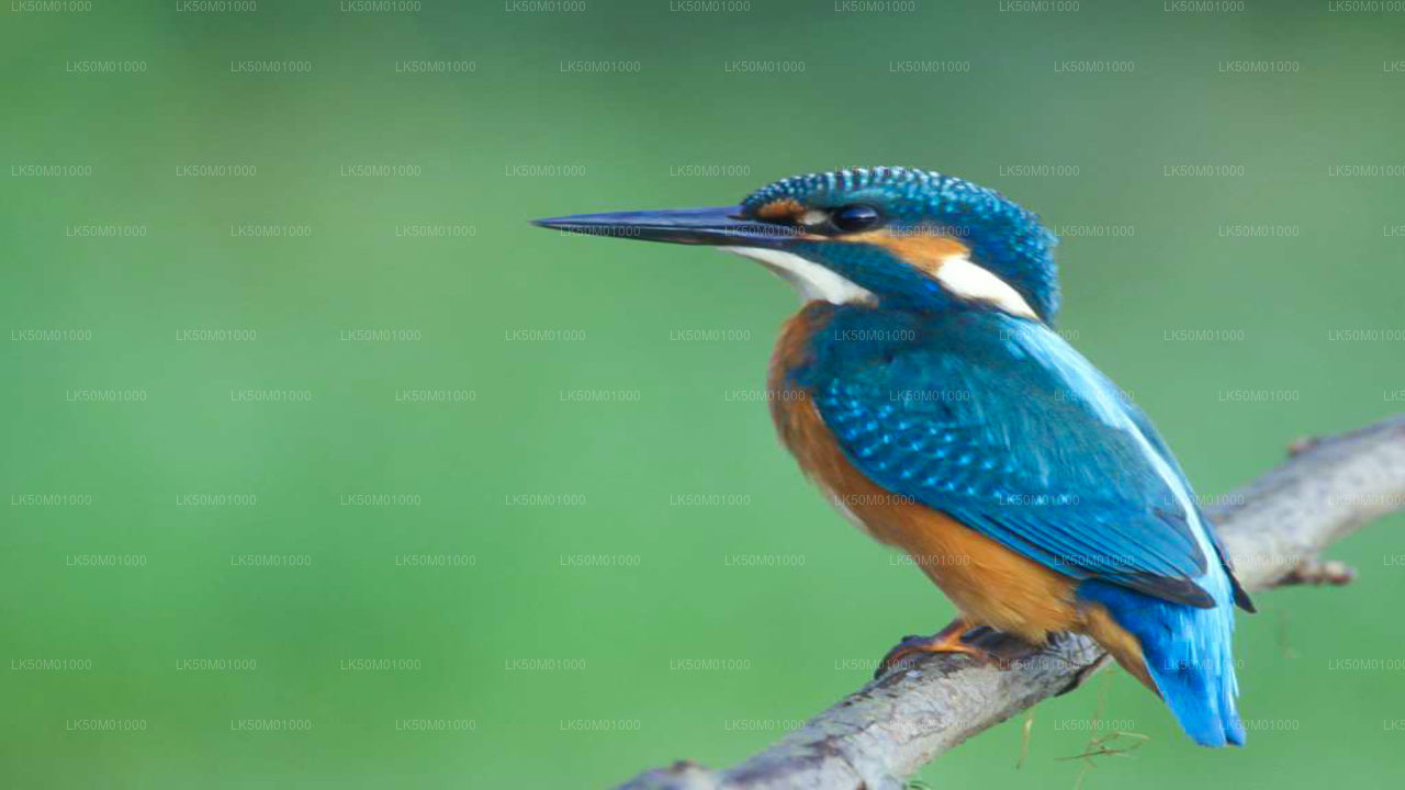 拉胡加拉基图拉纳国家公园私人野生动物园