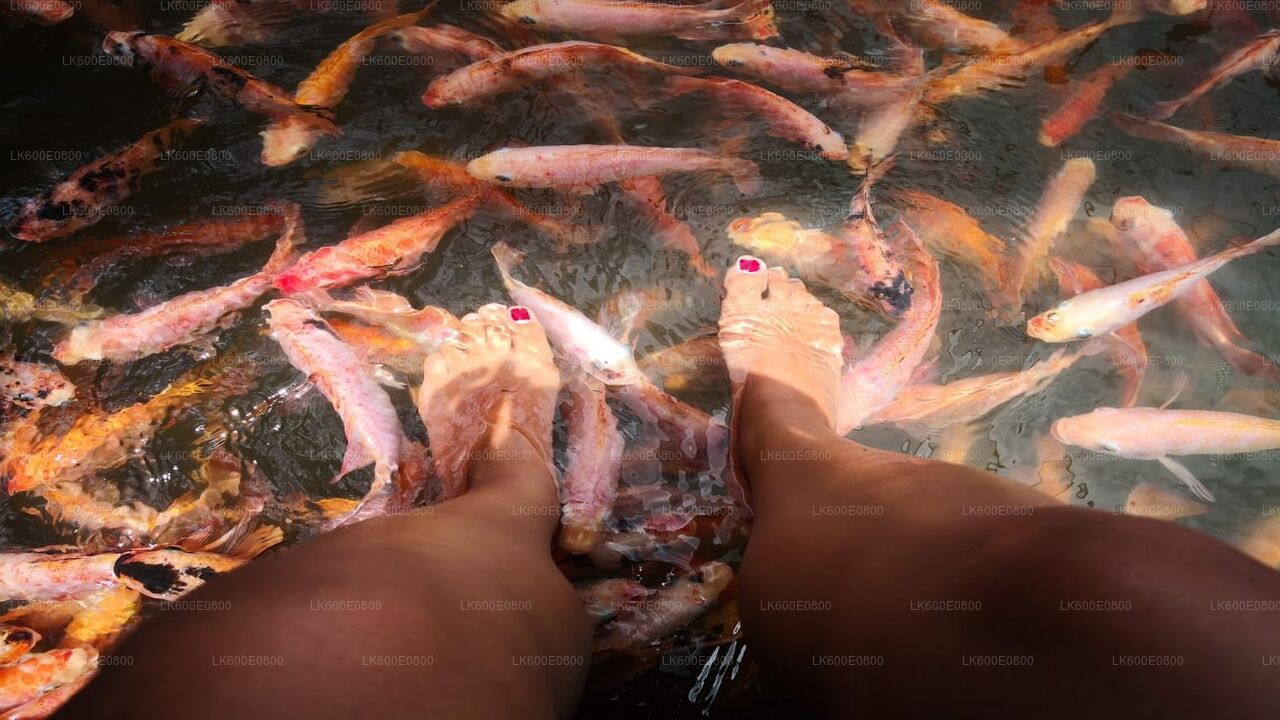 从贝鲁瓦拉出发，游览本托塔市区和加勒