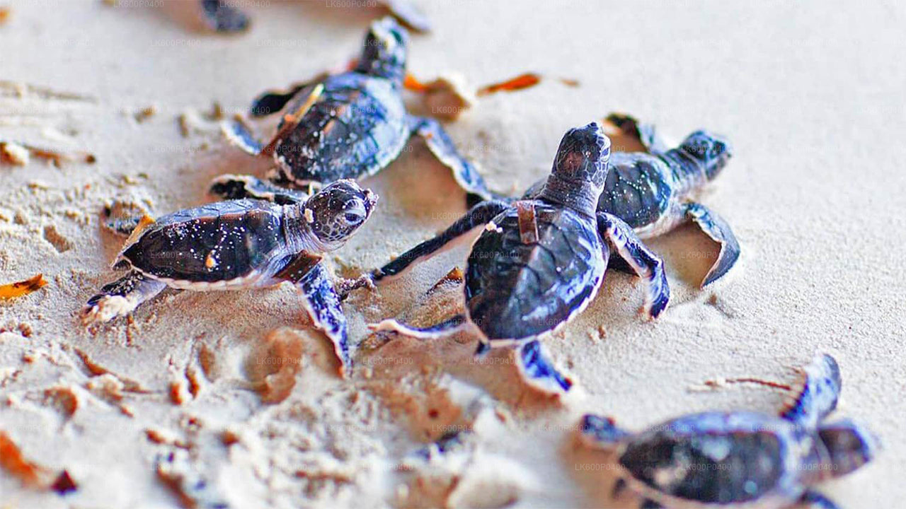 从加勒出发的本托塔城市之旅