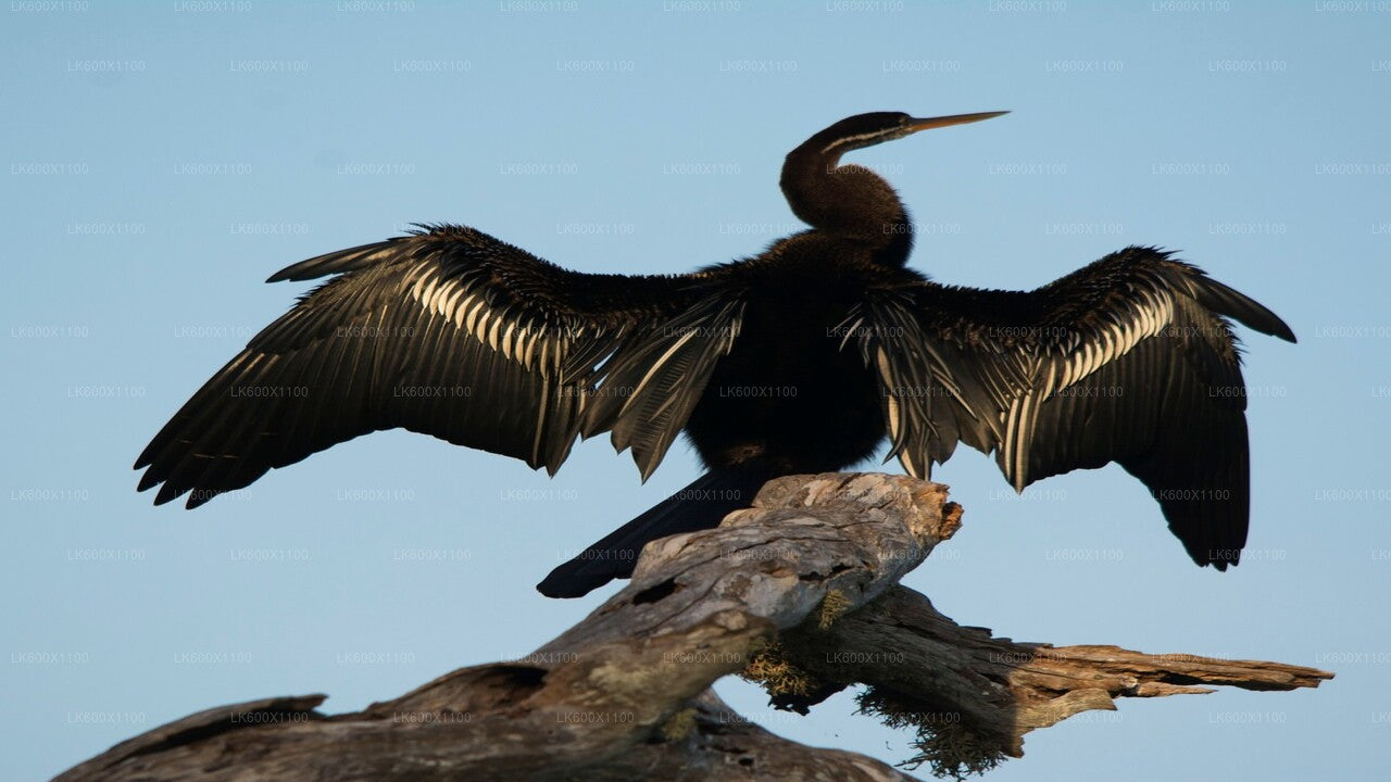 希卡杜沃出发的本达拉国家公园野生动物园