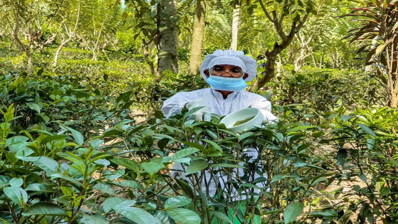 来自本托塔的巴拉皮提亚 (Balapitiya)、汉杜努戈达 (Handunugoda) 和加勒 (Galle)