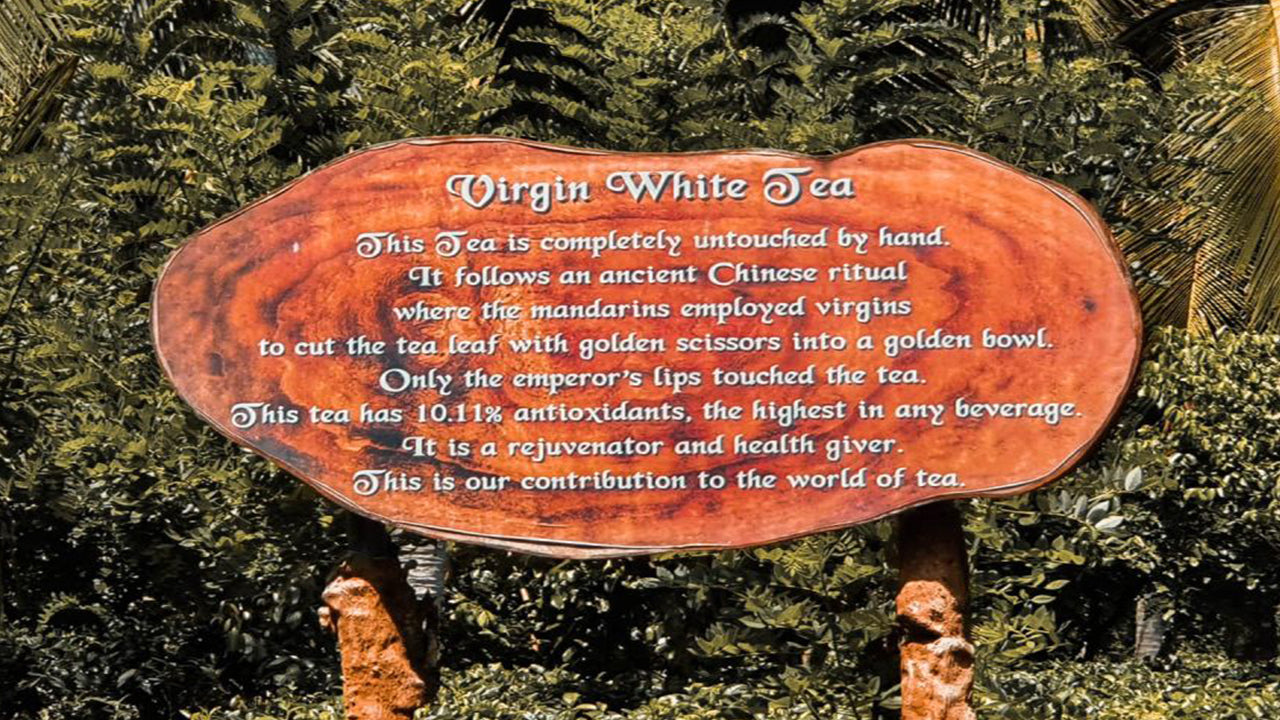 来自本托塔的巴拉皮提亚 (Balapitiya)、汉杜努戈达 (Handunugoda) 和加勒 (Galle)