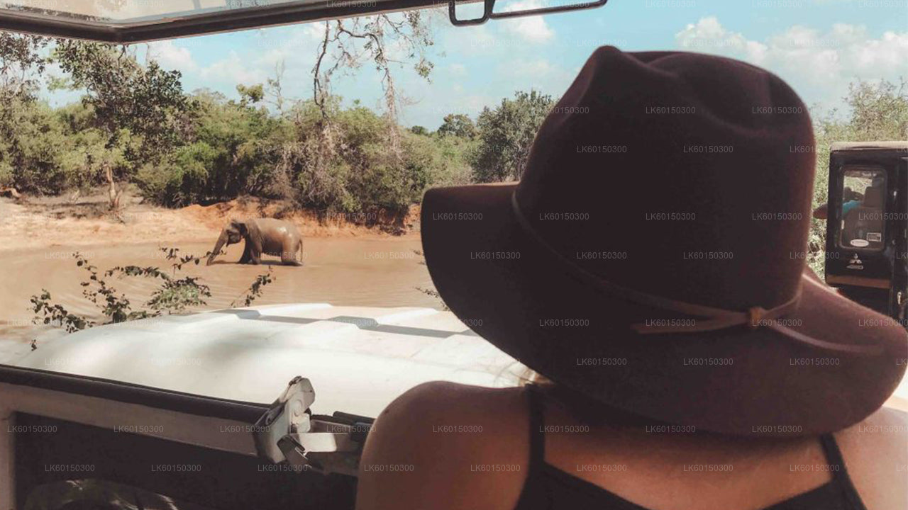 从坦加拉出发的亚拉国家公园野生动物园