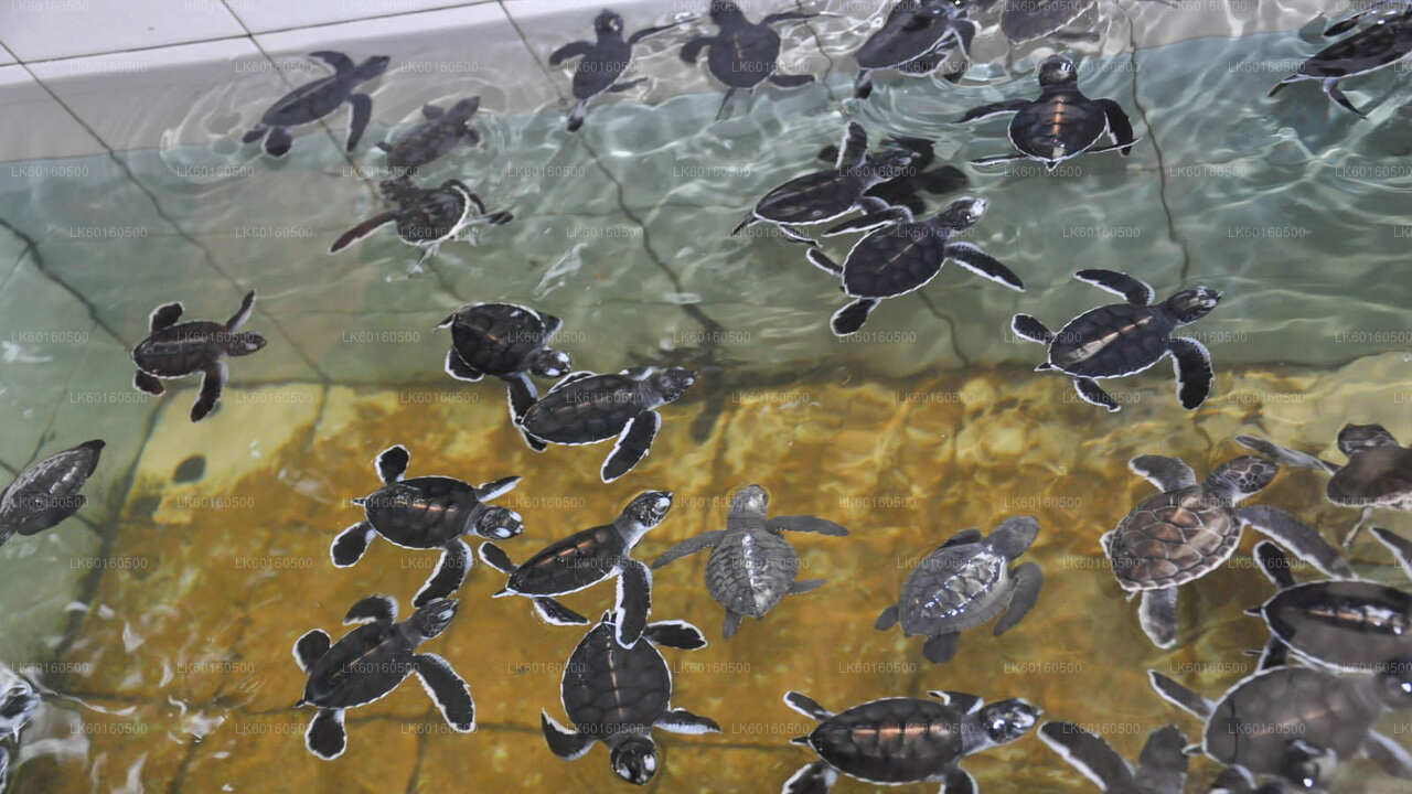 从卡卢特勒出发的本托塔城市之旅