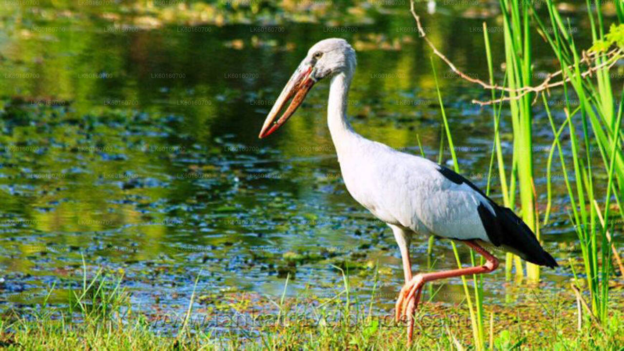 卡卢特勒出发的乌达瓦拉维国家公园野生动物园