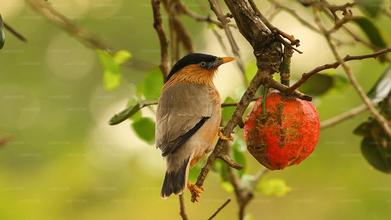 从科加拉出发的邦达拉国家公园野生动物园
