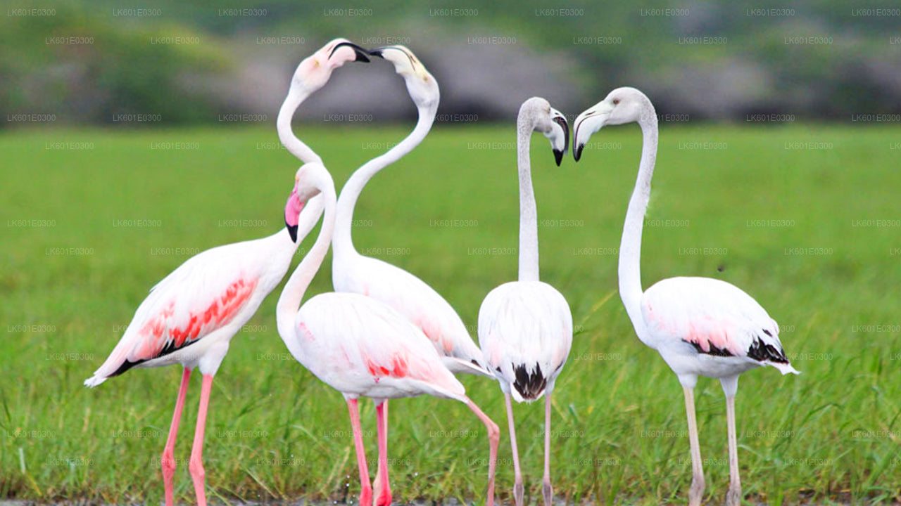 从科加拉出发的邦达拉国家公园野生动物园