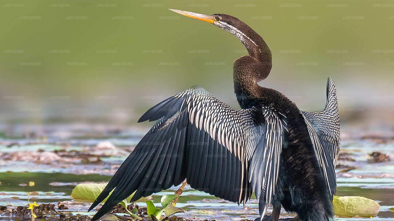 从科加拉出发的邦达拉国家公园野生动物园
