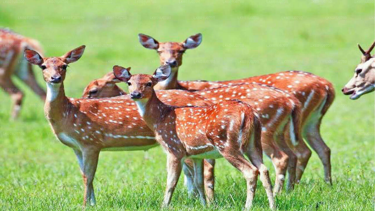 从波隆纳鲁沃出发前往瓦斯加穆瓦国家公园进行野生动物园之旅