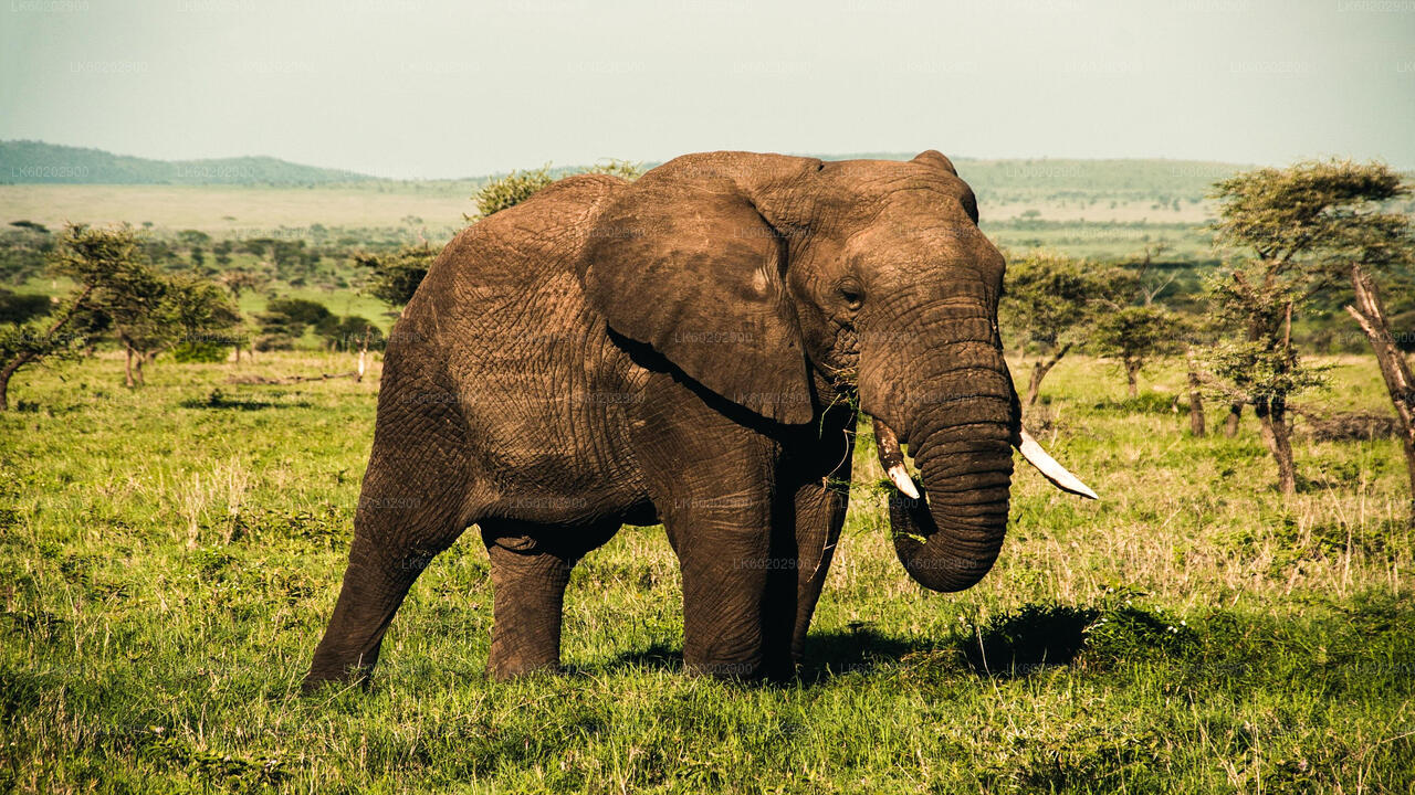 锡吉里耶出发的瓦斯加穆瓦国家公园野生动物园