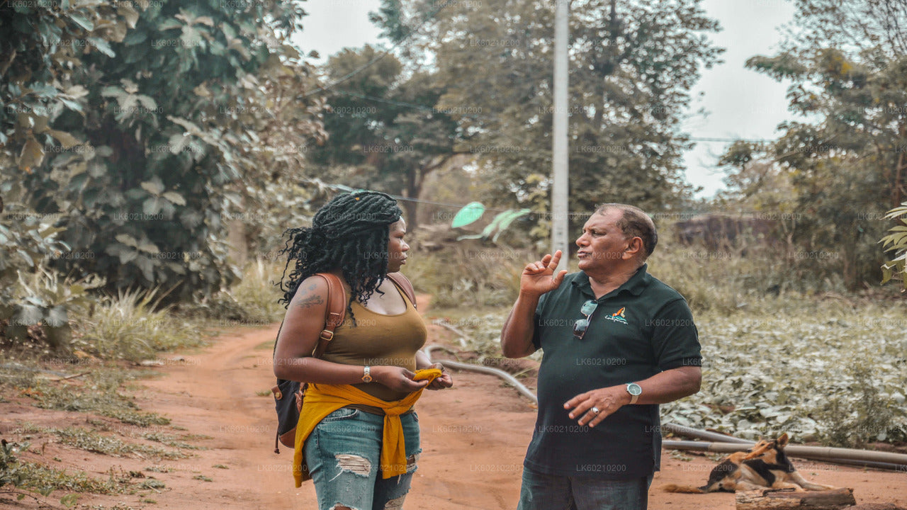 从丹布拉出发的锡吉里亚岩和野生大象野生动物园