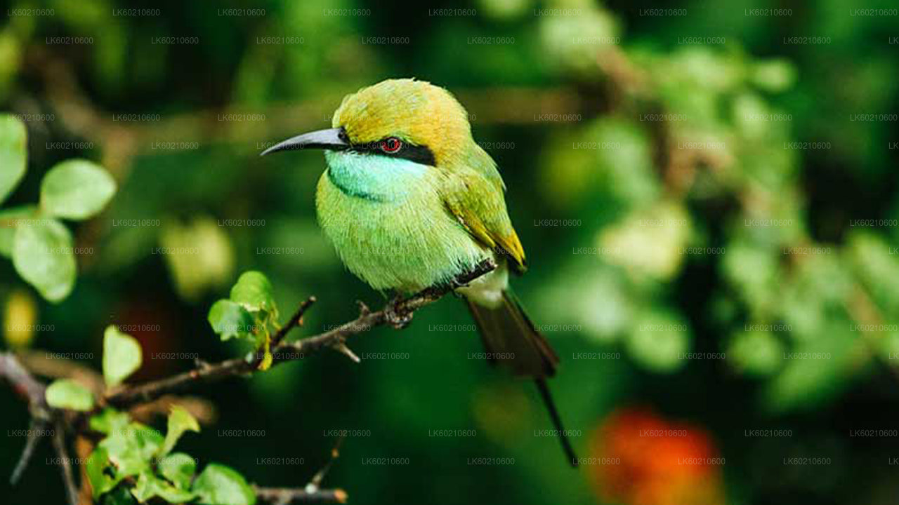 坦加勒出发的本达拉国家公园野生动物园