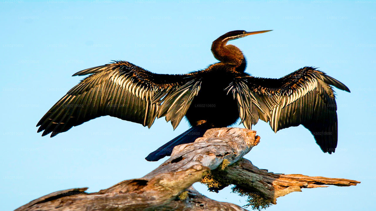 坦加勒出发的本达拉国家公园野生动物园