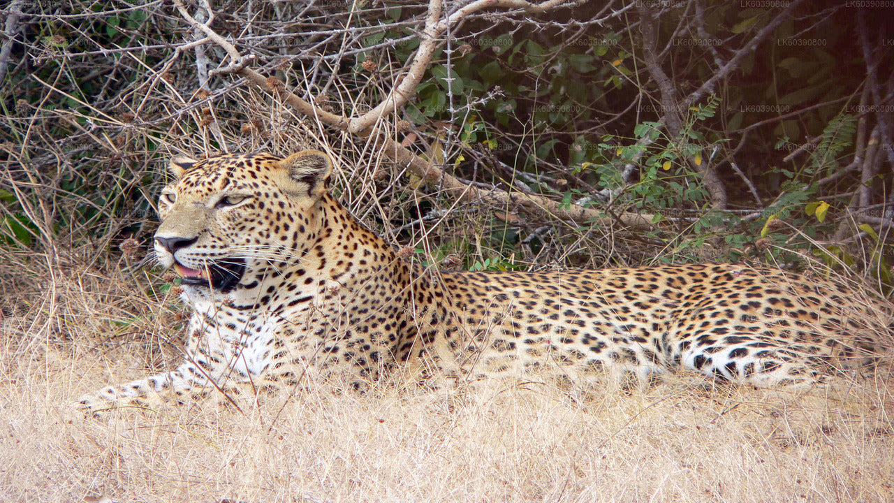 Yala National Park Safari from Balapitiya