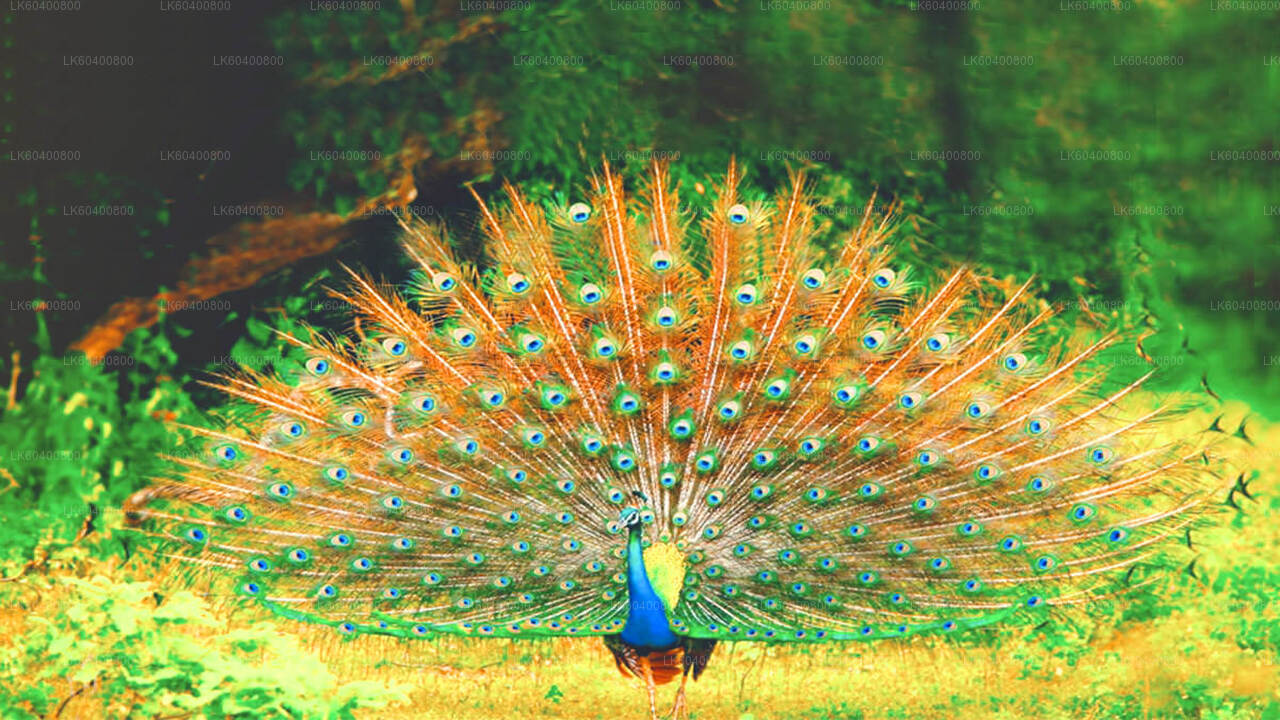 从阿洪加拉出发，前往亚拉国家公园进行野生动物之旅