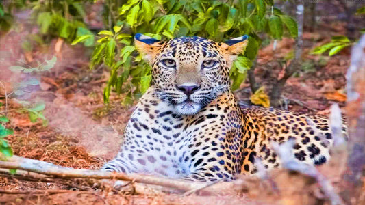 从阿洪加拉出发，前往亚拉国家公园进行野生动物之旅