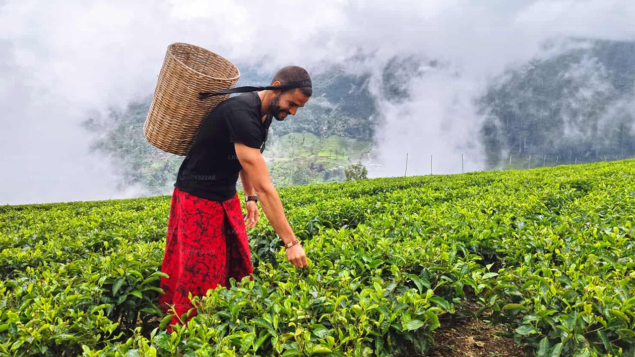 从康提乘坐风景优美的火车前往纳努奥亚